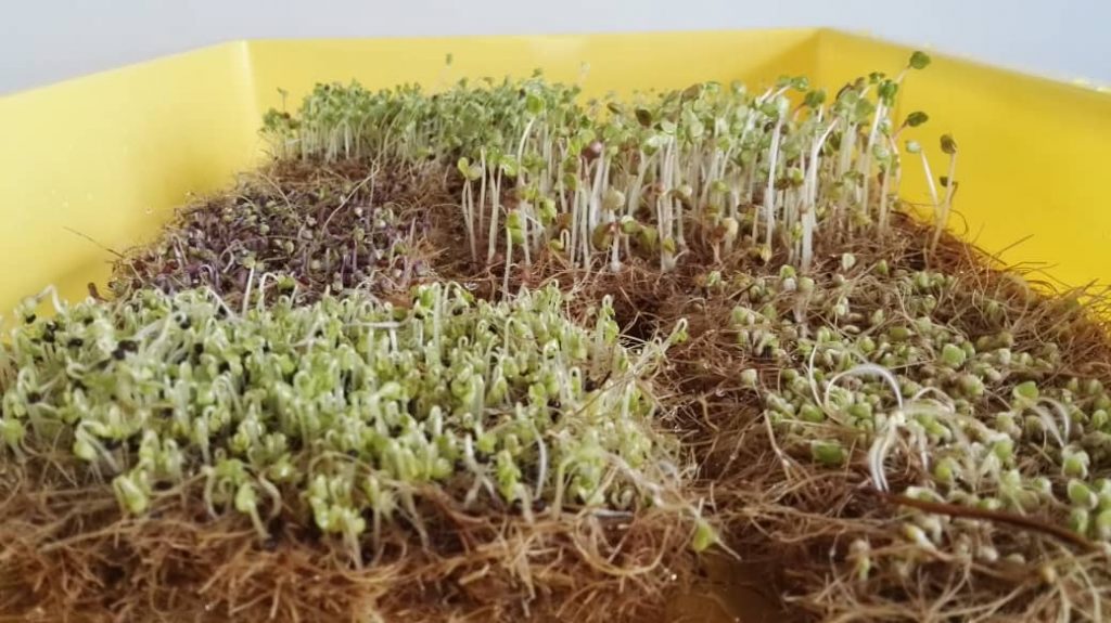 Hydroponic microgreen mats