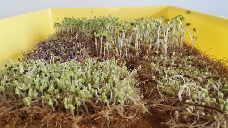 Hydroponic microgreen mats – Grow Fresh, Healthy Greens: Organic ...