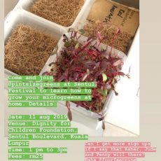 Small microgreen setup Small microgreen setup