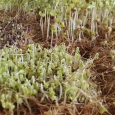 Grow mats for microgreens Grow mats for microgreens