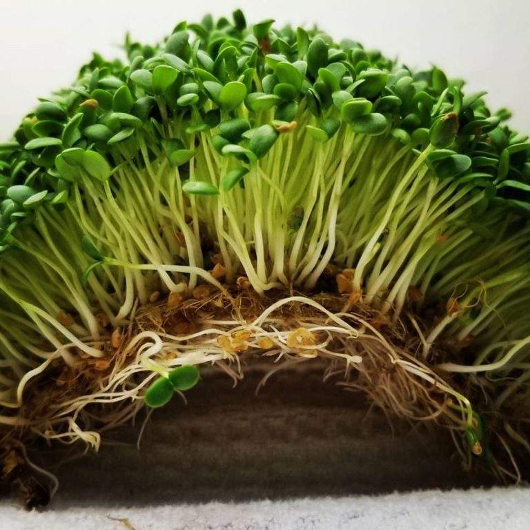 Grow mats for microgreens Grow Fresh, Healthy Greens Organic