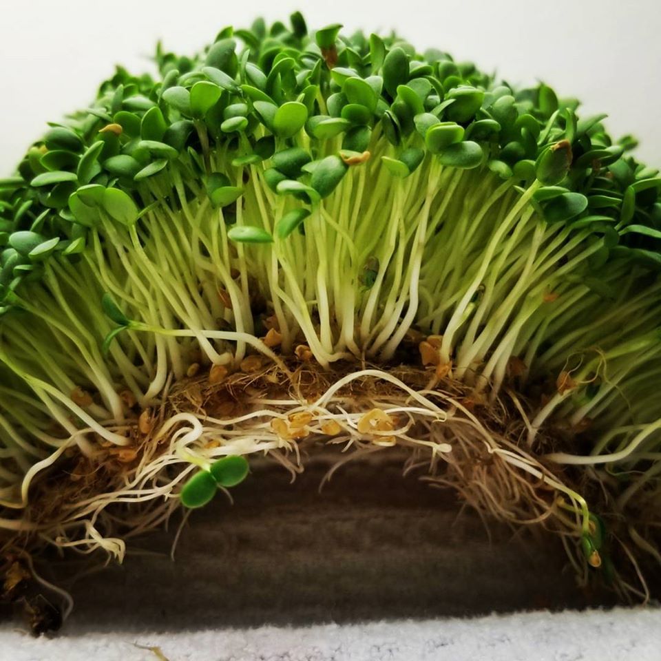 Grow mats for microgreens