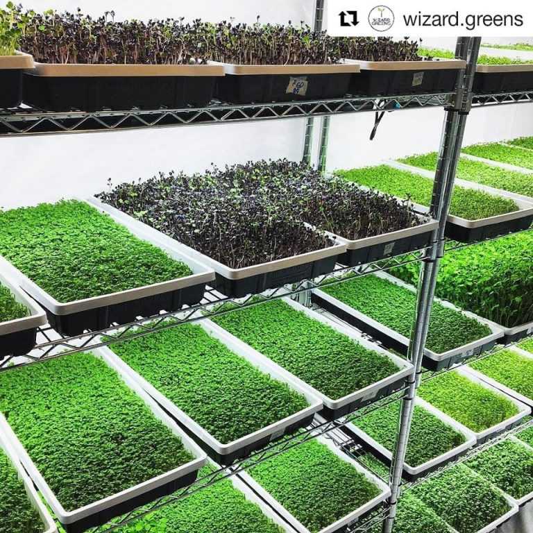 Hydroponic grow mats Grow Fresh, Healthy Greens OrganicCertified