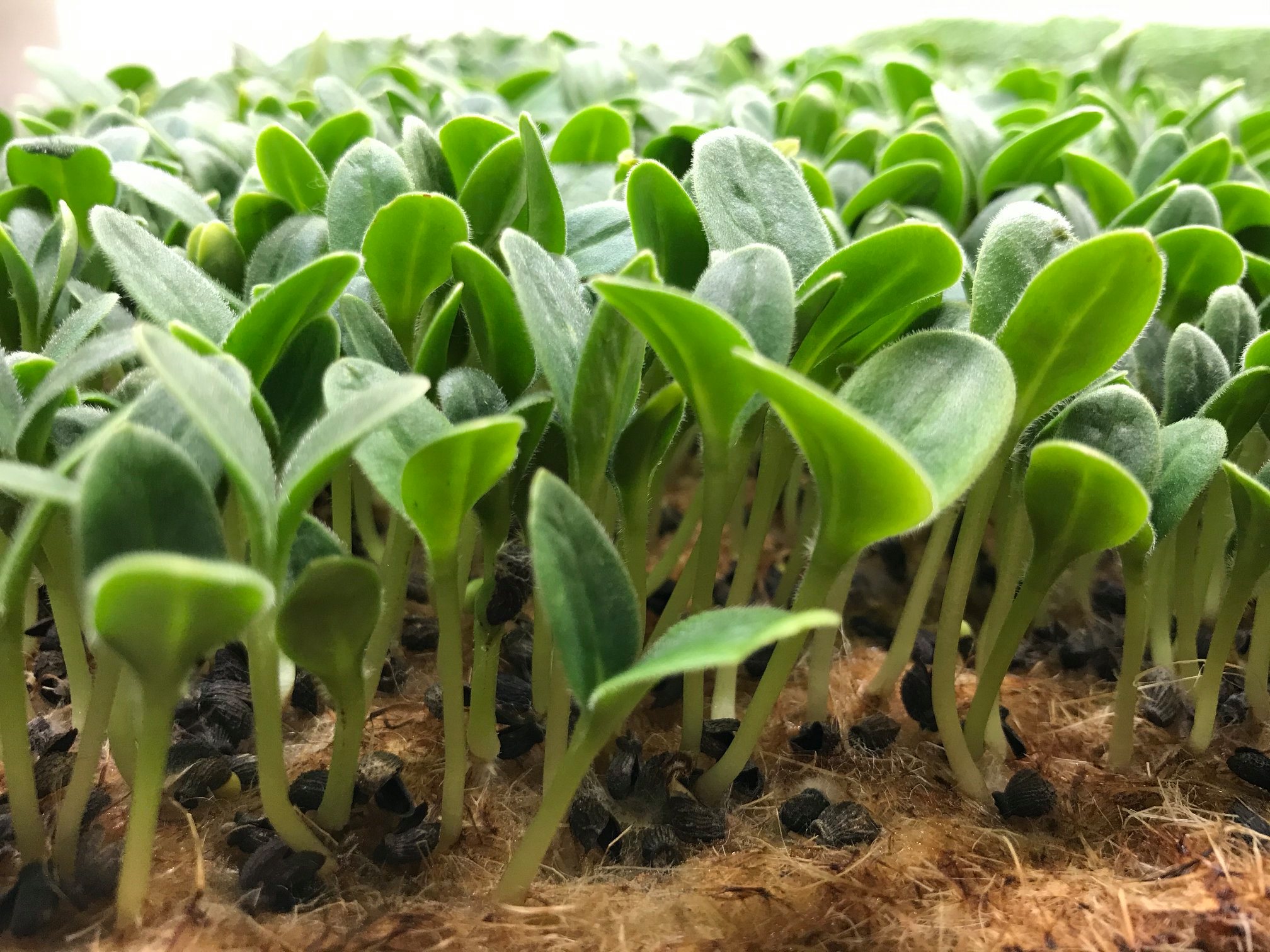 Grow mats for microgreens