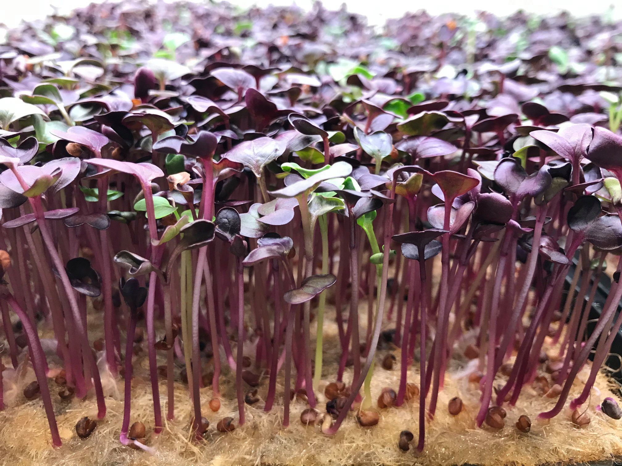 18+ Microgreen Hemp Hemp microgreens for sale – The Leader in Organic Microgreen Growing Media