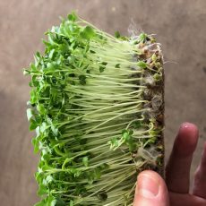 Microgreens hemp mat Microgreens hemp mat