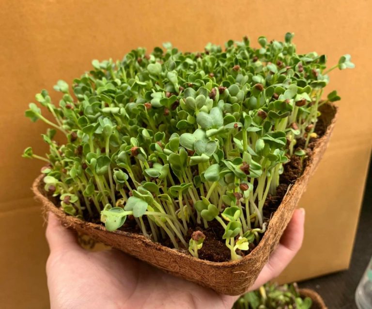 Microgreen Trays Organic and green – Grow Fresh, Healthy Greens ...