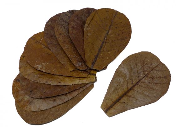 Catappa leaves for sale
