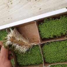 Microgreen for pea, radish, Mizuna and sunflower Microgreen for pea, radish, Mizuna and sunflower