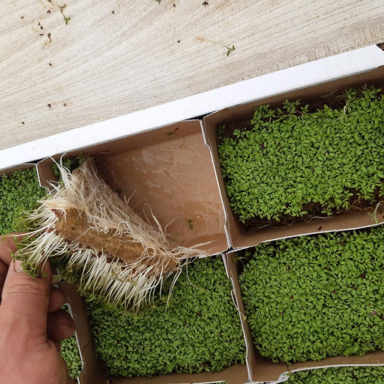 Microgreen Mats for Hotels and Restaurants Grow Fresh, Healthy Greens