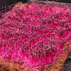 Pink radish microgreens (Hemp)