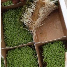 Hemp microgreen pads
