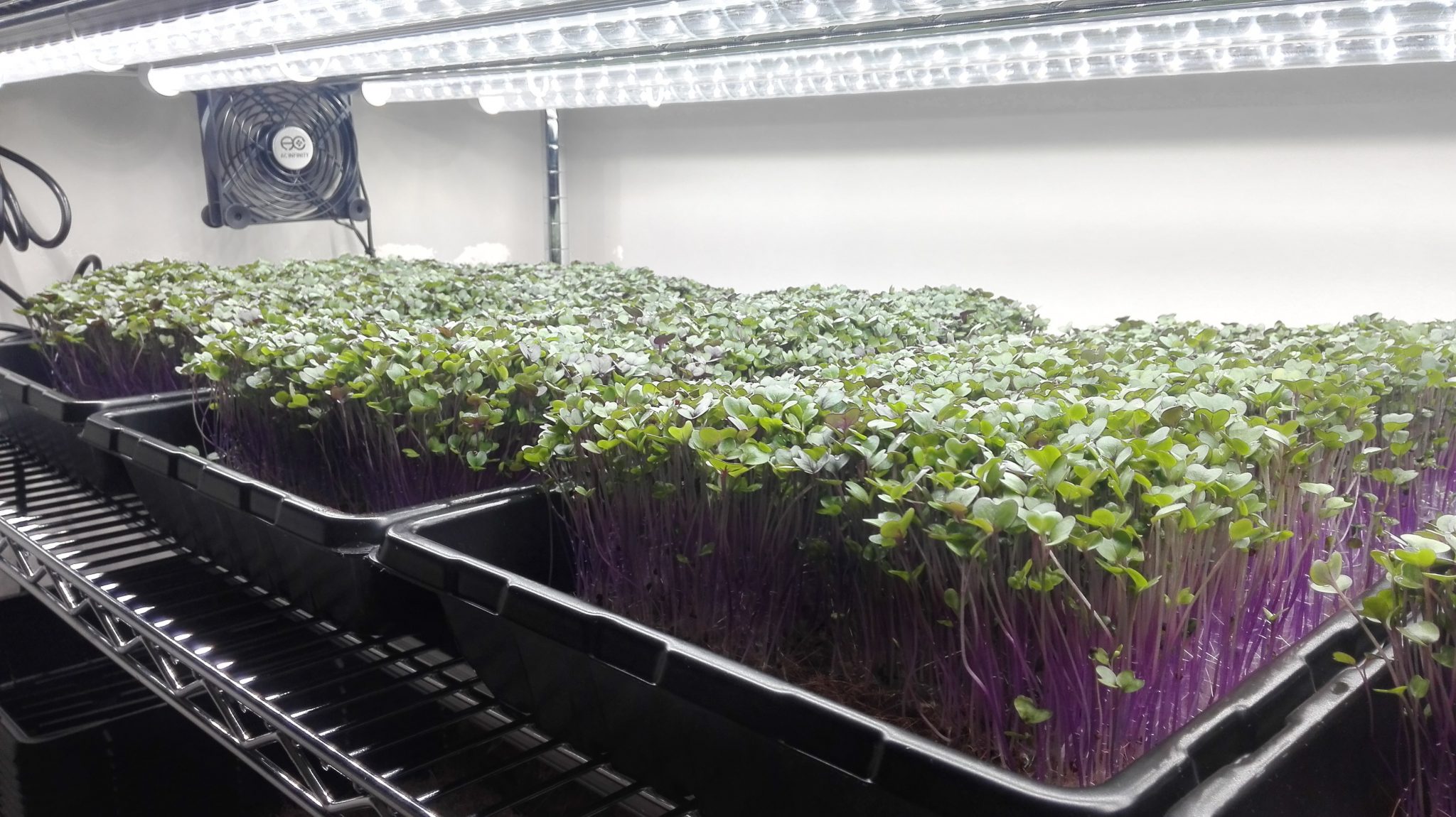 Purple kohlrabi microgreens Grow Fresh, Healthy Greens Organic