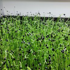 Best growing mats for microgreens
