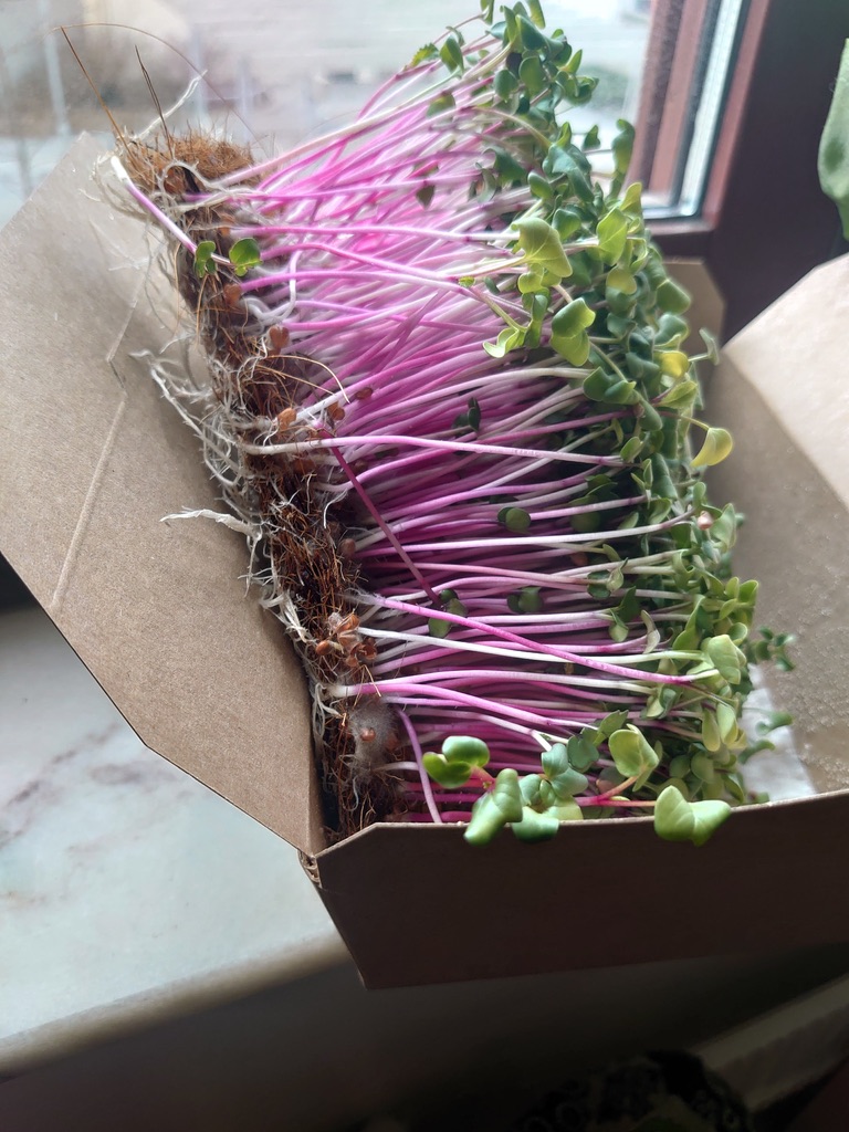 Microgreen Pulp Tray