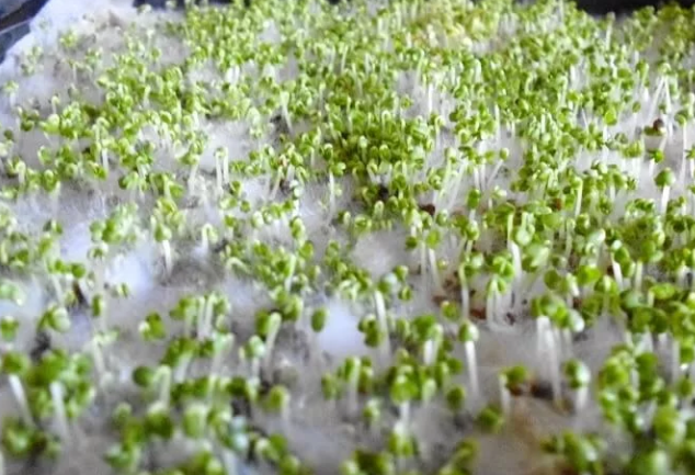 Managing Microgreen Mats to Minimize Mold Issues