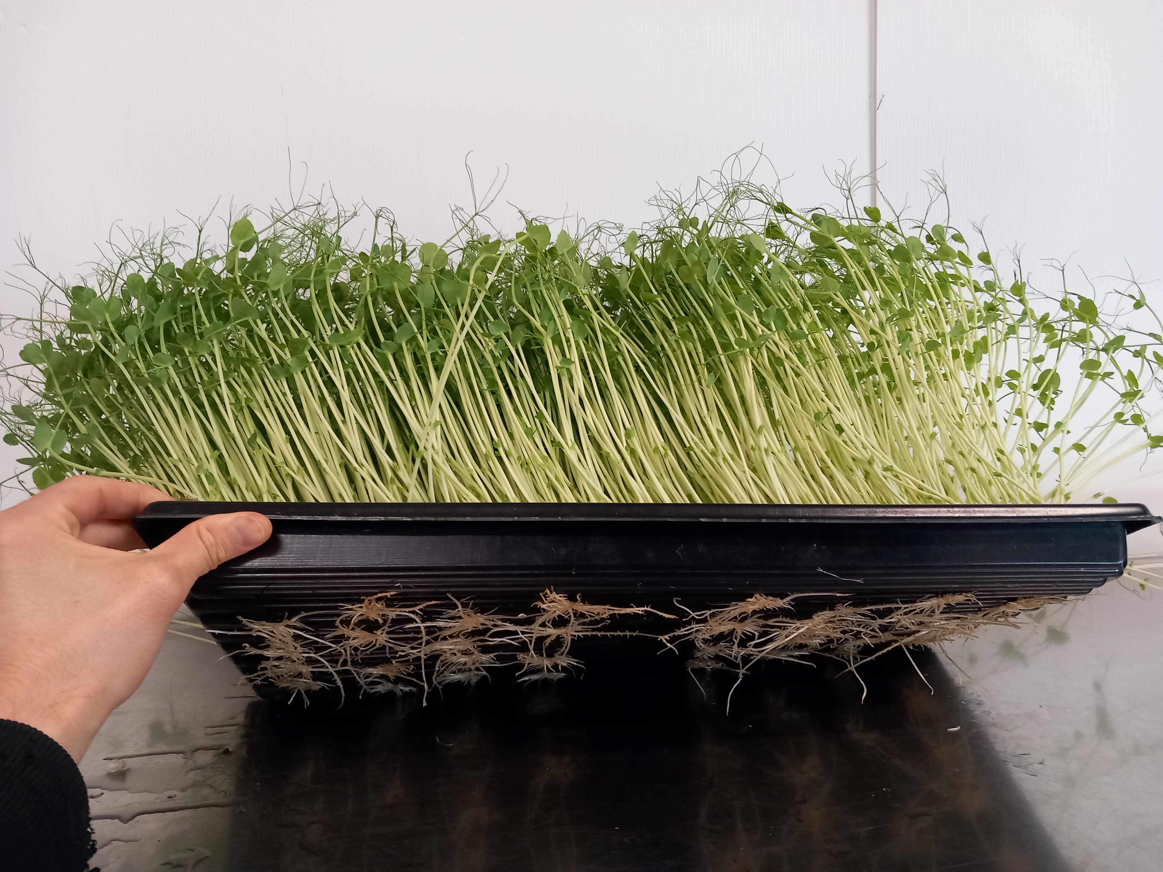 Green Magic Unleashed: The Art of Cultivating Hemp Microgreen Mats