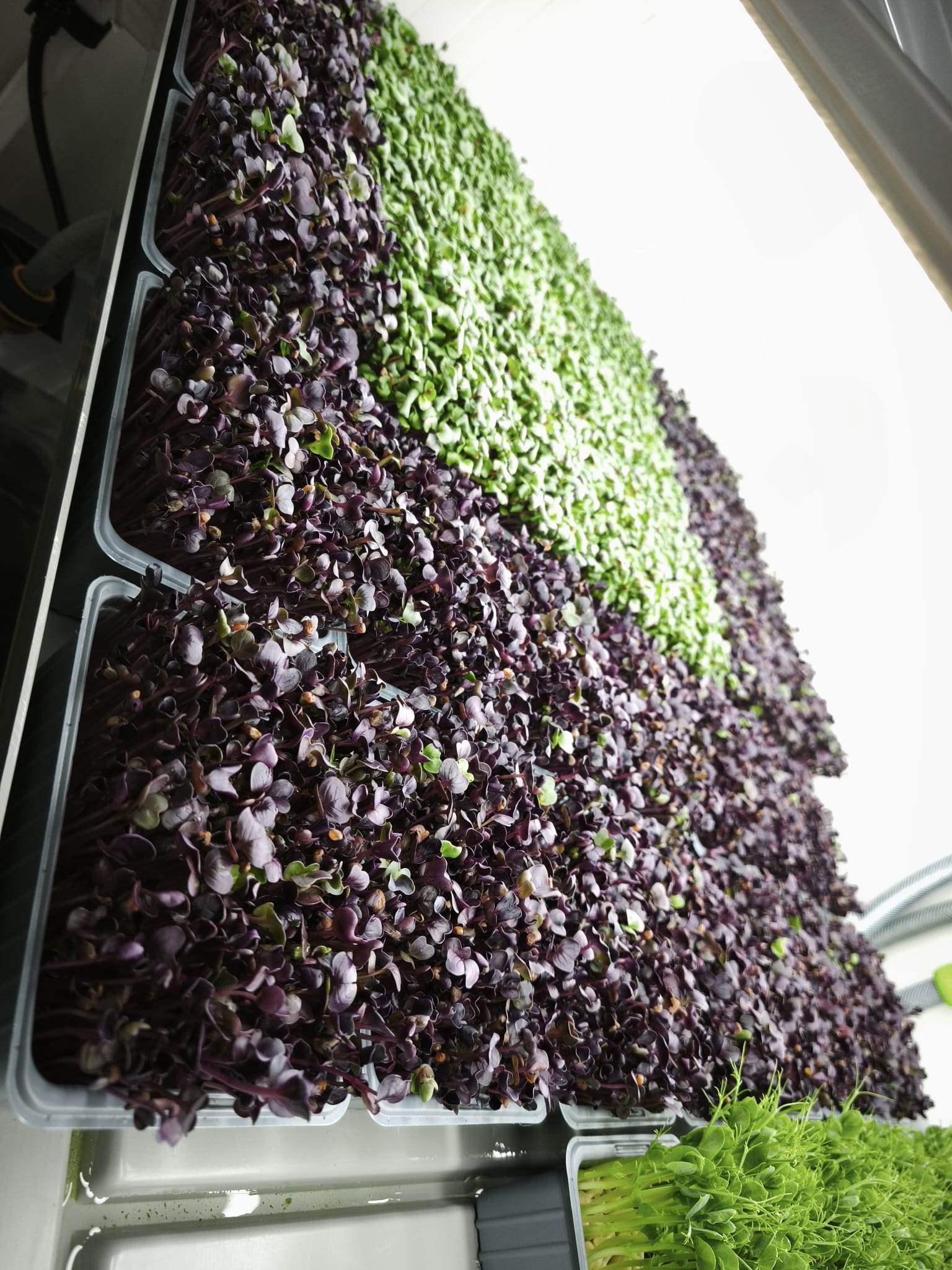 Radish and mustard microgreens grown on hemp coco mat