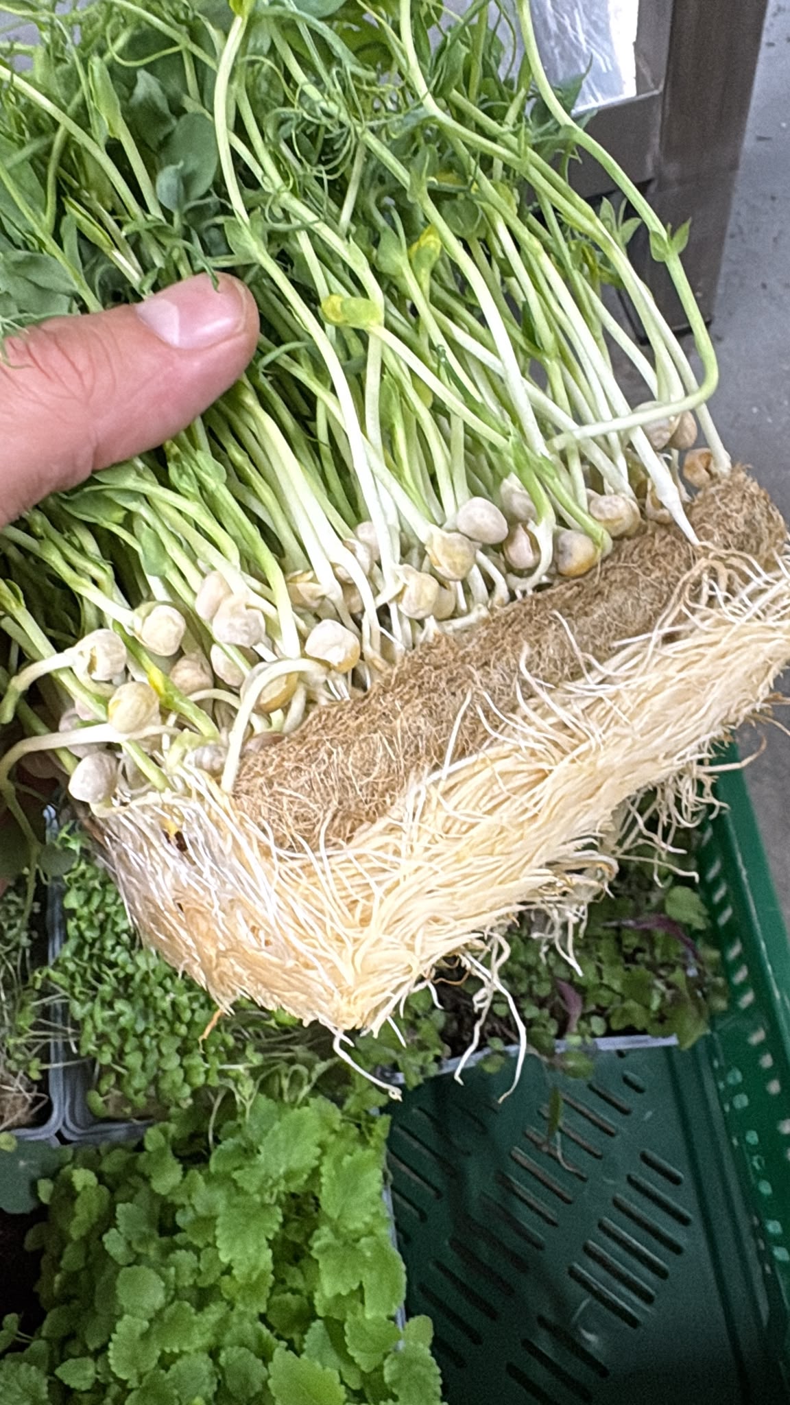 Growing Peas on Hemp Mats – Is It Possible? Pea Seedlings Microgreen Mats