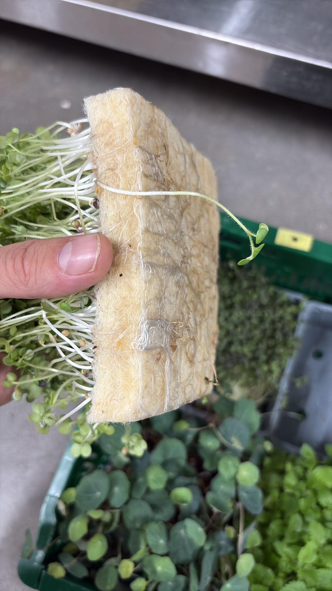 Pea Seedlings Microgreen Mats