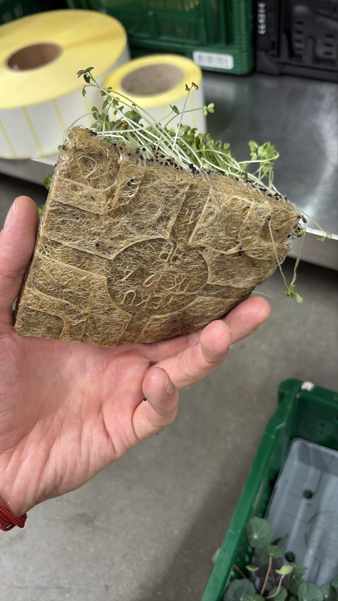 Pea Seedlings Microgreen Mats