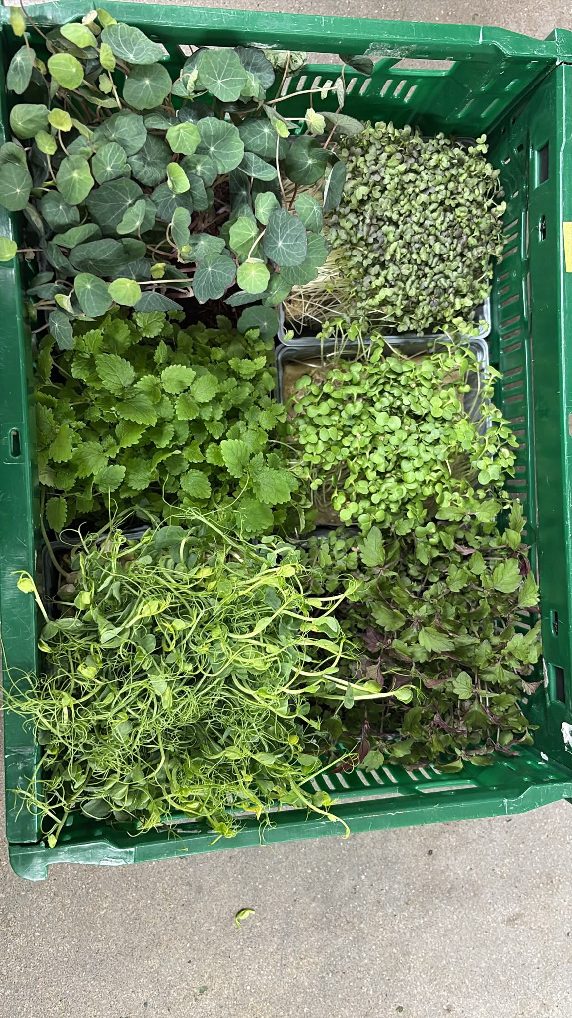 Pea Seedlings Microgreen Mats